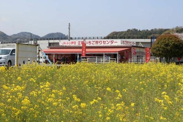 🍓 JA후지이즈 에마 딸기 따기 센터 (JAふじ伊豆 江間いちご狩りセンター) 이미지 1